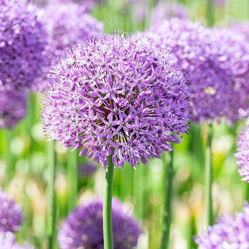 Gladiator - Gladiator biologische tulpenbollen tulipsgreen 1 - Glad2025
