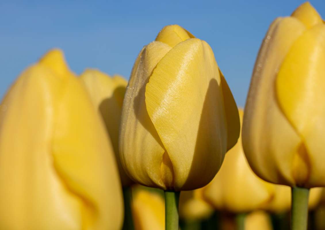 Novi Sun - Novi sun 1 3 biologische tulpenbol koop online bij kwekerij tulipsgreen - NS-001-500