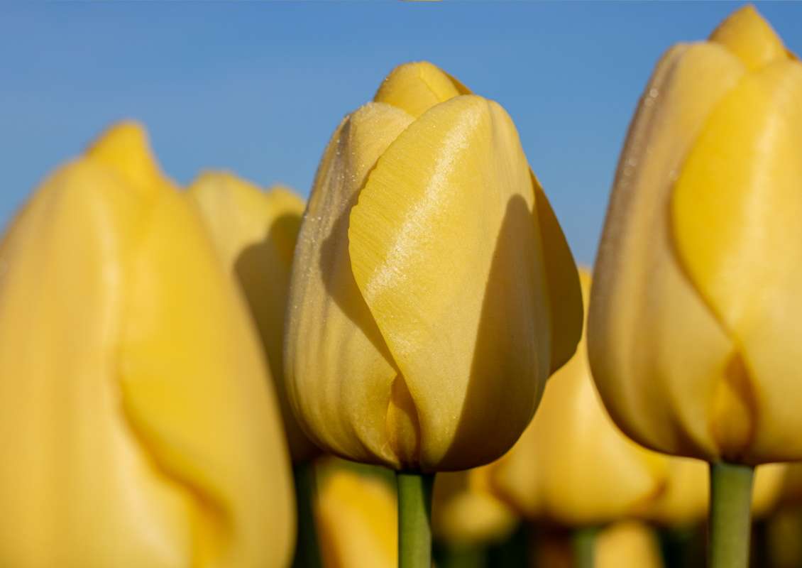 Novi Sun - Novi sun 5 biologische tulpenbol koop online bij kwekerij teler tulipsgreen 1 - NS-001-500