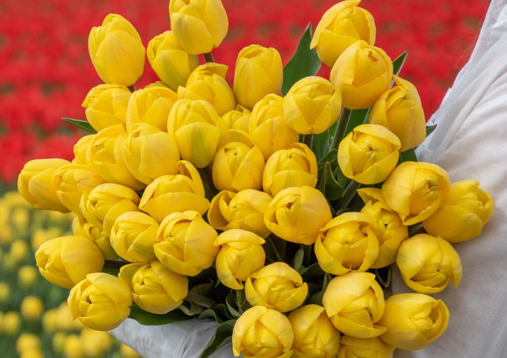 Novi Sun - Novi sun 6 biologische tulpenbol koop online bij kwekerij teler tulipsgreen - NS-001-500