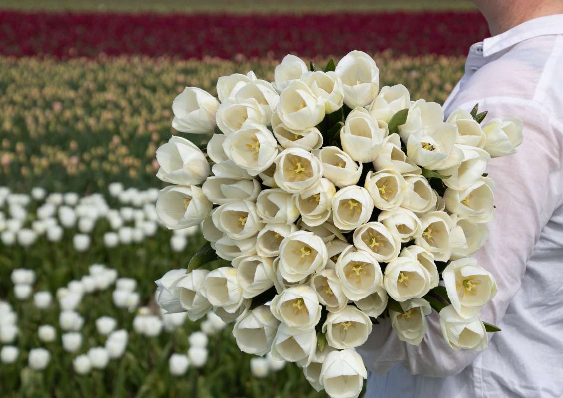 Royal Virgin - Royal virgin 1 2 biologische tulpenbol koop online bij kwekerij tulipsgreen - RV-001-500