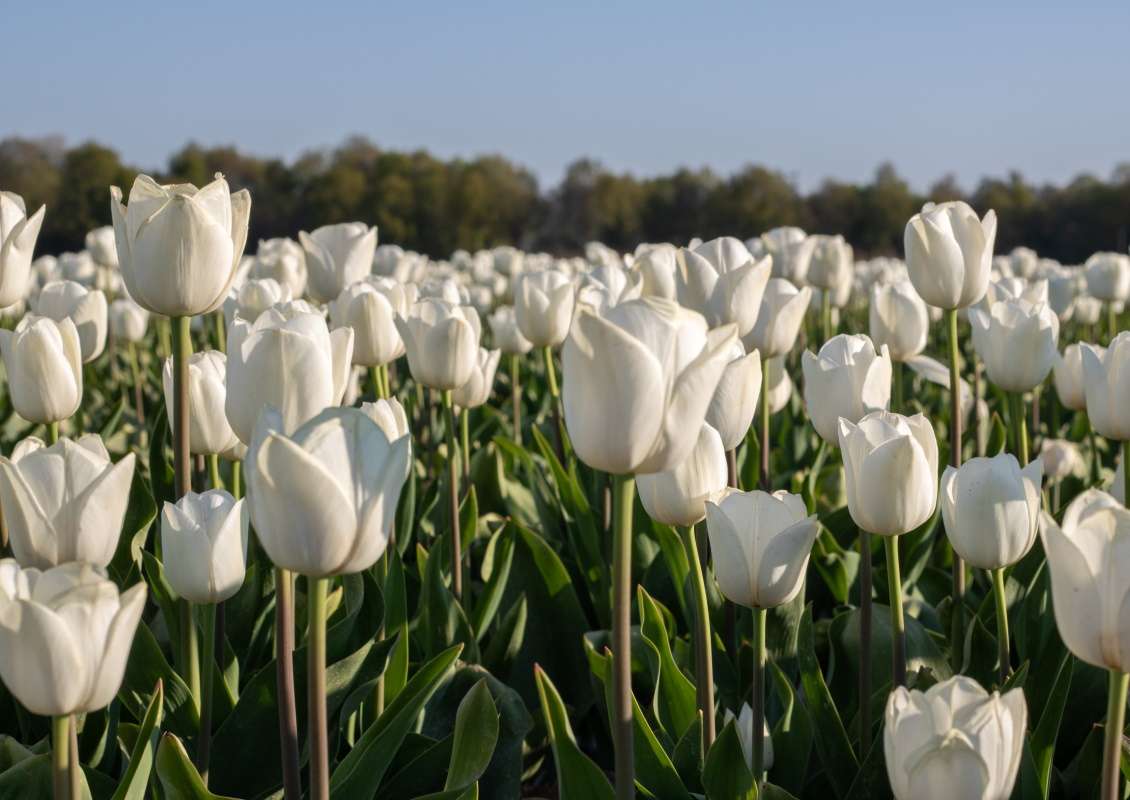 Royal Virgin - Royal virgin 1 3 biologische tulpenbol koop online bij kwekerij tulipsgreen - RV-001-500