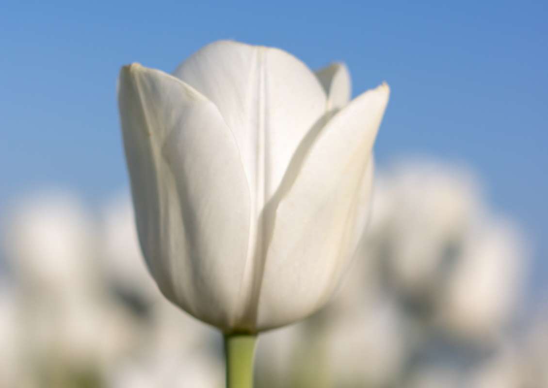 Royal Virgin - Royal virgin 1 biologische tulpenbol koop online bij kwekerij tulipsgreen 1 - RV-001-500