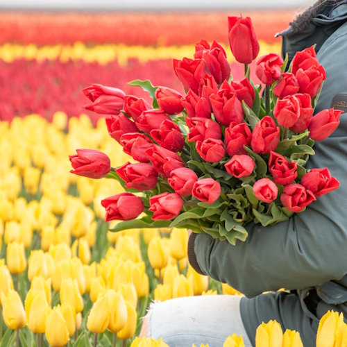 Strong Love - Strong love 1 biologische tulpenbollen tulipsgreen - SL2025