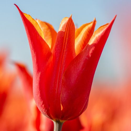 Ballerina - Ballerina 1 500 x 500 px 1 - Bal_001_500