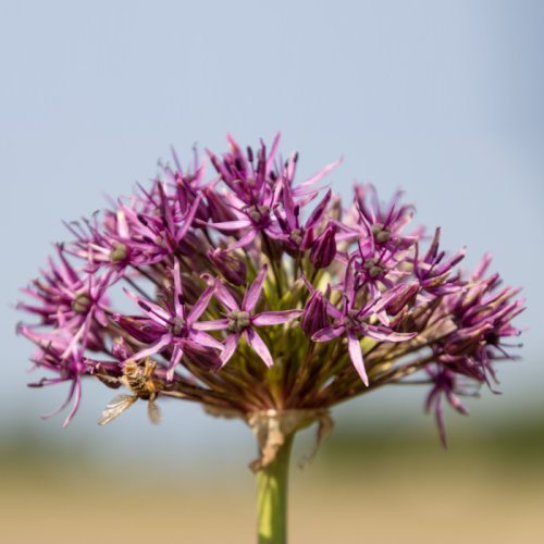 Violet Beauty - Blue violet 1 - Violetbeauty-500