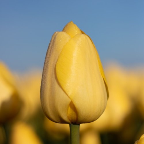 Novi Sun - Novi sun tulipsgreen - NS-001-500