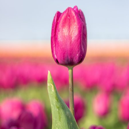 Purple Prince - Purple prince biologische tulpenbollen - Purpleprince-500