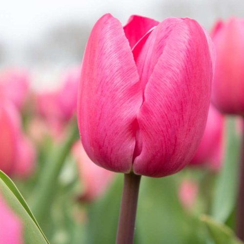 Tineke van der Meer - Tineke van der meer 1 biologische tulpenbol koop online bij kwekerij tulipsgreen 1 - TVDM-001-500