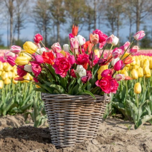 Tulipsgreen Tulpenbox - Tulipsgreen biologische tulpenbollen groot inkopers - TulMix-001
