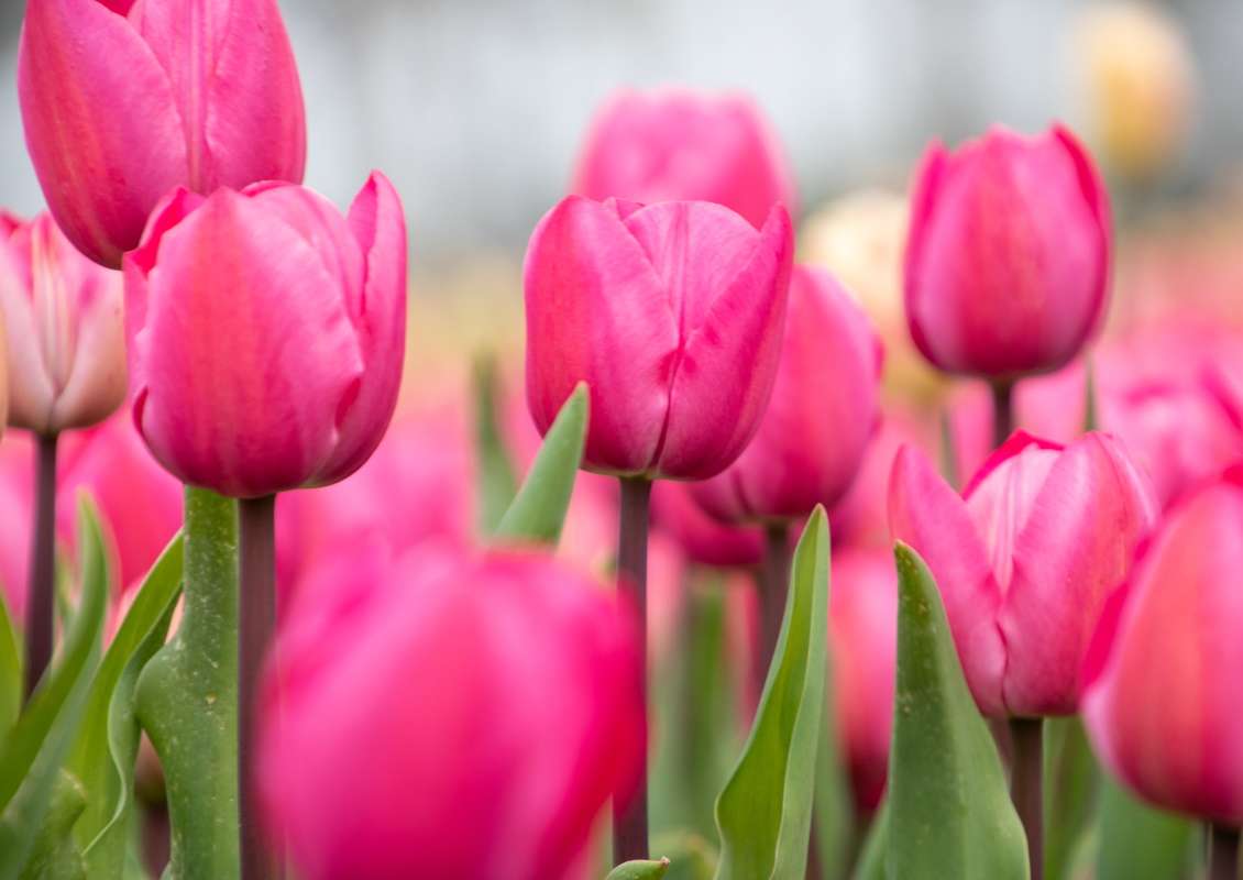 Tineke van der Meer - Tineke van der meer 1 3 biologische tulpenbol koop online bij kwekerij tulipsgreen - TVDM-001-500