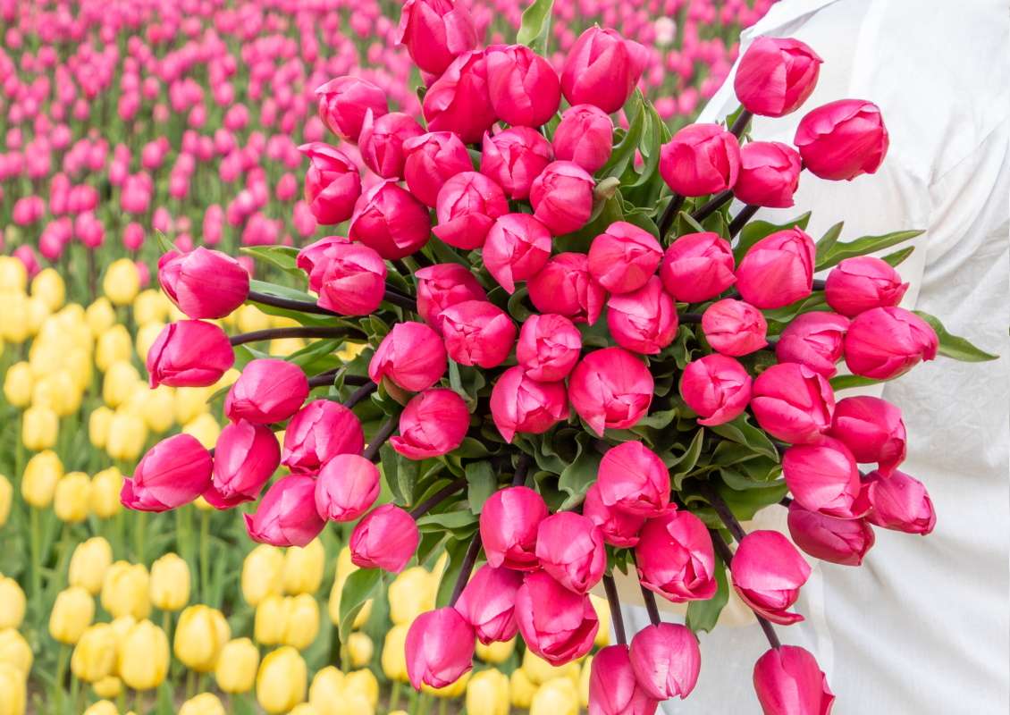 Tineke van der Meer - Tineke van der meer 1 6 biologische tulpenbol koop online bij kwekerij tulipsgreen - TVDM-001-500