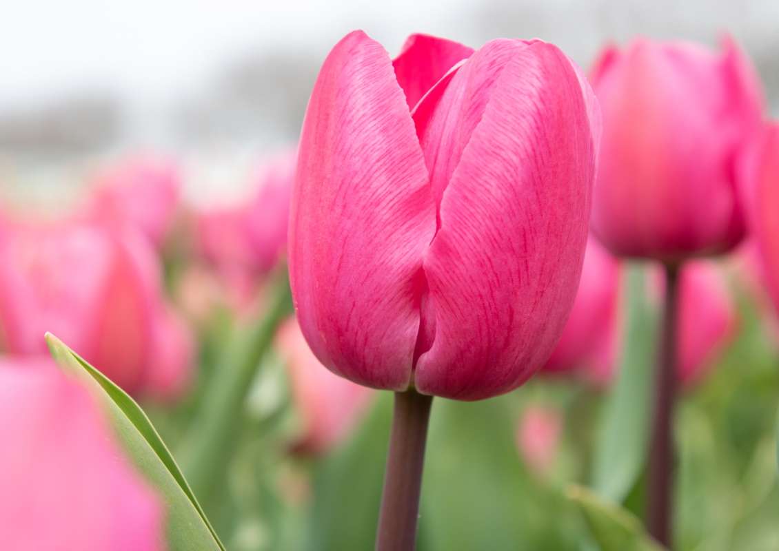 Tineke van der Meer - Tineke van der meer 1 biologische tulpenbol koop online bij kwekerij tulipsgreen 1 - TVDM-001-500