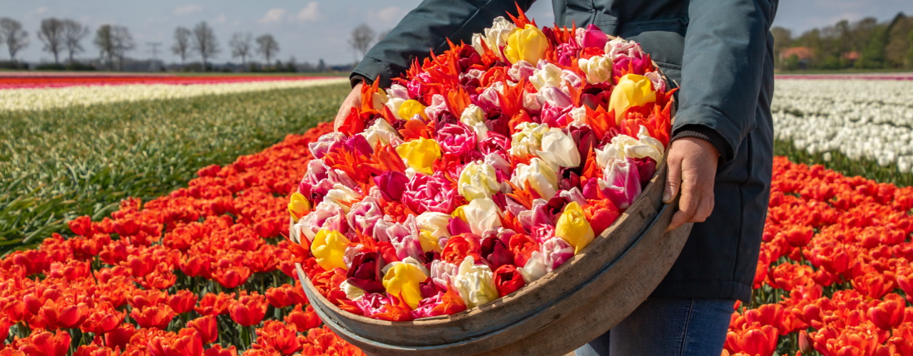 Tulipsgreen - Biologische tulpenbollen -slider3