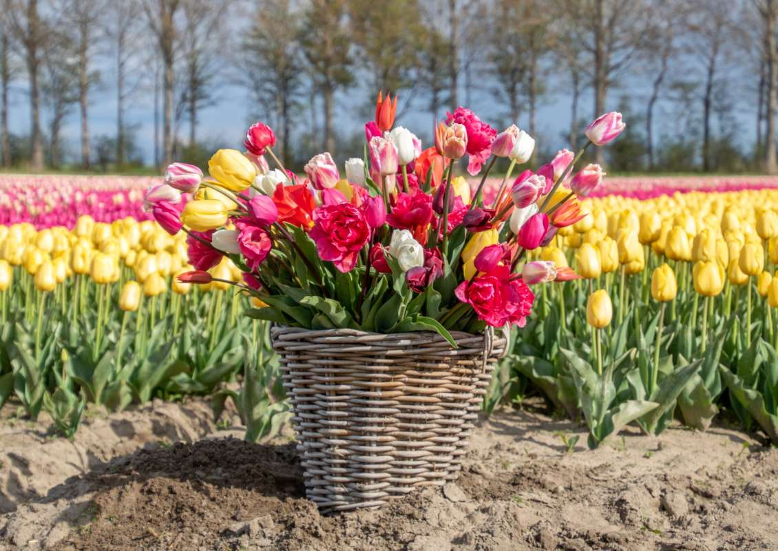 Tulipsgreen Tulpenbox - Tulipsgreen tulpenbox mix 2 biologische tulpenbol koop online bij kwekerij tulipsgreen 1 - TulMix-001